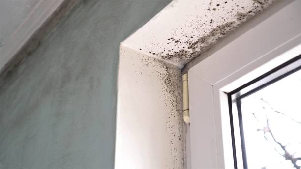Crawl Space Mold Removal in Cohasset, MN