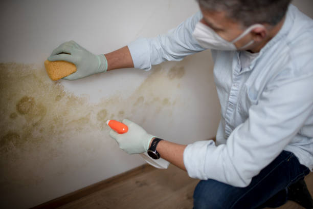 Best Black Mold Removal  in Cohasset, MN