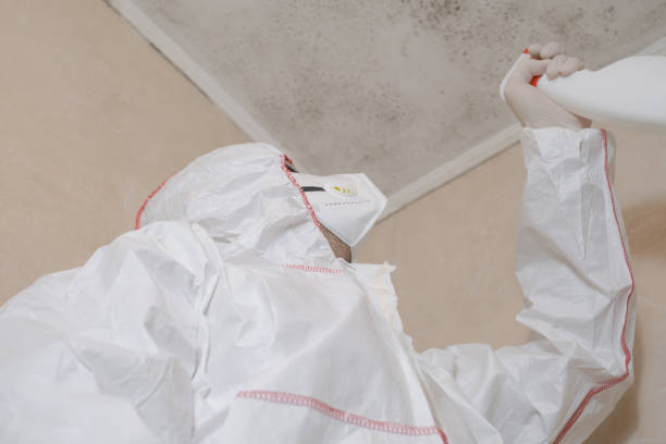 Professional Mold Removal in Cohasset, MN