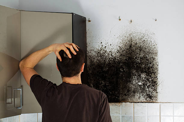 Certified Mold Removal in Cohasset, MN