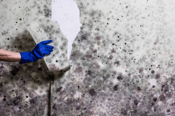 Best Professional Mold Removal  in Cohasset, MN